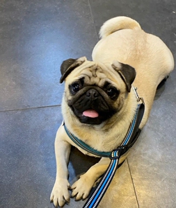 自家基地巴哥幼犬宠物狗狗找好主人 纯种巴哥小八哥犬 母狗生的