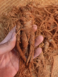 【新鲜文山三七,足年4年生三七】个头饱满,新鲜带红土.家用