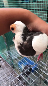 金鱼鸽子,熊猫金鱼,蝴蝶背,100拿走,房山自提.观赏鸽