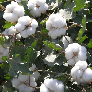 带棉籽的棉花带籽结婚无加工籽棉有籽农家新鲜棉花子籽500克包