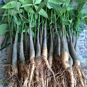 9】基地发财树苗带根特价批发辫子发财树盆栽