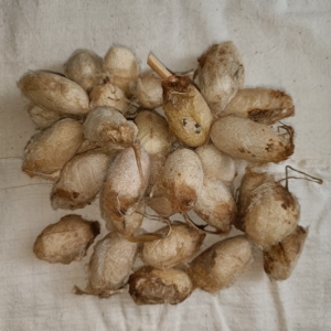 00同款货源赵飞521淘宝东北特产野生新鲜柞蚕带壳柞蚕蛹  大蚕茧