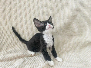 四足踏雪 毛量脸版无敌 种母级别 非猫舍沈阳同城可定金上门