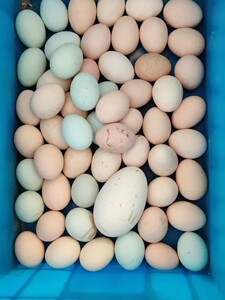 新鲜种蛋(杂),混养品种有鹊山,长尾,油鸡,五黑,斗鸡,岩鹰