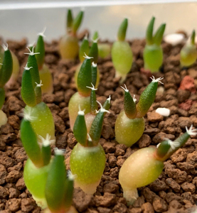 实生黑牡丹仙人球小苗 茎部约0.5cm左右 喜欢的私聊我 包