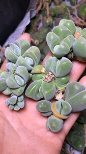 多肉植物秋琴玉