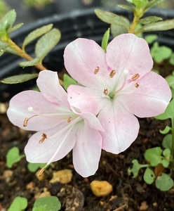 深山雾岛  皋月杜鹃后代  鹤翁