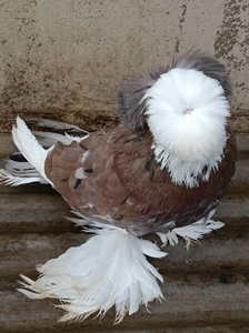 鸽子观赏鸽英国大顶红紫四块玉鼓手公