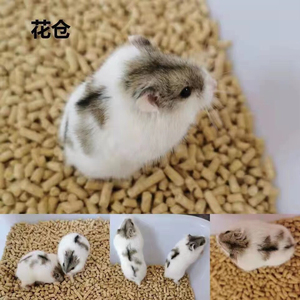 (26一只一线花仓仓鼠包邮到家)一线花仓金斑琥珀金狐雪球仓鼠