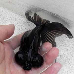 8包邮黑红龙晶清塘价!包邮包活】龙睛金鱼