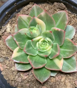 多肉植物 圣路易斯锦 这个品种目前很少[托腮]_阿里巴巴找货神器