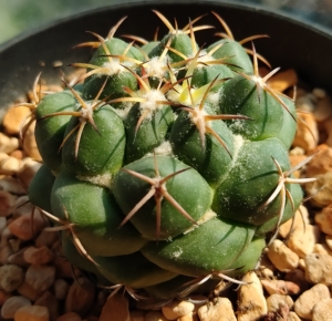 雪顶天司像牙丸#仙人球