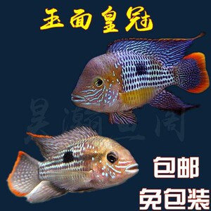 红尾皇冠财神鱼玉面皇冠免包装费,快递运输过程包损.招财蓝宝石