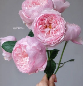 安尼克城堡月季