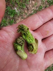 预售东北野生刺老芽/刺嫩芽/山糜子/刺五加等野菜