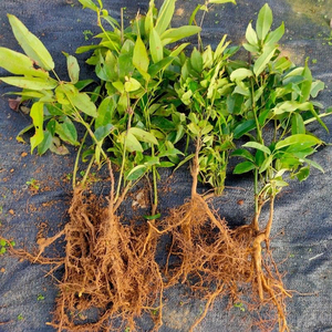 包活2颗九月黄树苗拿藤包牛卵坨种苗野果树二年苗九月瓜