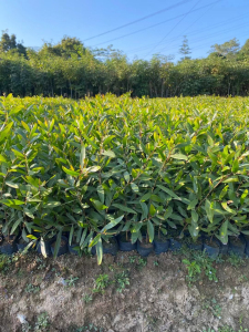 台湾相思  复绿 造林苗 低价出售杯苗20-1米高 布袋苗