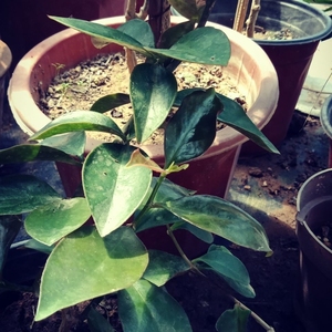 【包活】叶仙老桩叶仙枝条木麒麟叶仙砧木叶仙人掌叶仙嫁接蟹爪兰