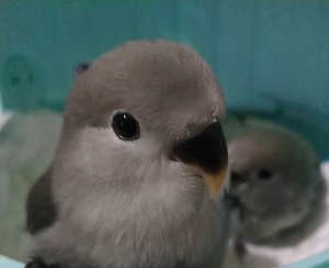 牡丹鹦鹉墨银顶白面牡丹鹦鹉雏鸟,特殊色系非常好看,深受喜欢雏