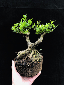 小叶女贞盆景,微型盆景,小叶冬青盆景