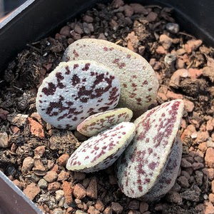 000人付款淘宝多肉水泡 叶插7颗打包出 蛇