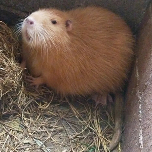 海狸鼠苗医药用动物科研观赏海狸鼠仔种苗活体宠物幼崽现货纯种迷