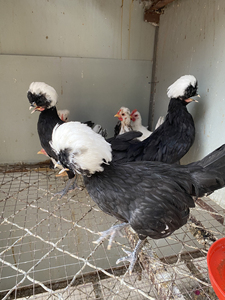 【白头翁帽子鸡】白头翁帽子鸡品牌,价格 - 阿里巴巴