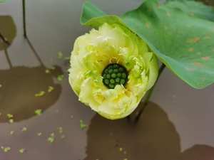 金翠牡丹莲,绿色的花,手机拍照问题有点发黄.这个品种.25块