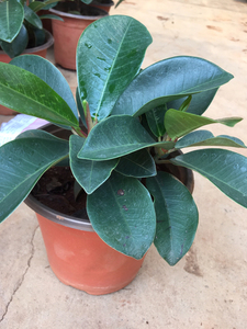 吸水石植物云南大叶榕树苗高山榕盆栽包吸水石专用榕树室内盆景素