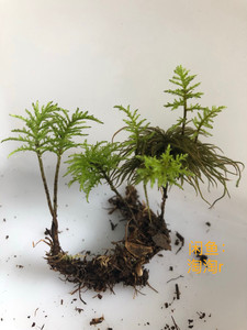 万年藓 苔藓之王棕榈莫斯 1元一棵 拍25包邮