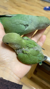 机灵可爱漂亮的牡丹鹦鹉雏鸟,绿金面,绿银,绿金顶,蓝银,蓝金