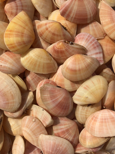 天然海螺贝壳日月樱蛤5厘米左右8元一个