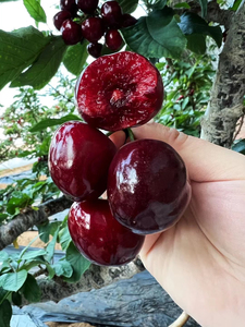 正宗大连美早大樱桃新鲜嘎嘎甜脆梅枣樱桃现摘现发顺丰包邮二斤装