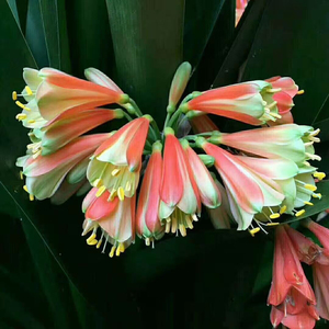 奇异串君子兰南非种间兰沼泽花园毛兰