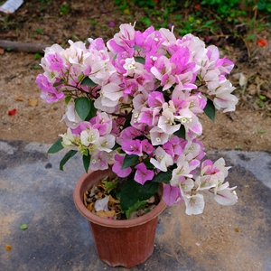 漳版红樱三角梅盆栽 花开随温度变色非常漂亮 非常勤花品种