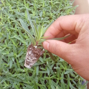 云南基地直发满天星种苗 四季开花满天星小苗 适合室内室外种植