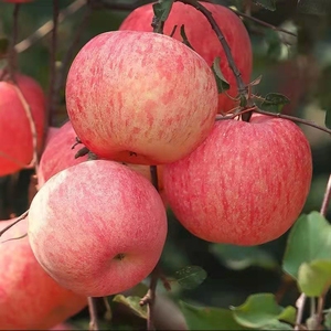 【五斤包邮】新鲜红富士苹果丑苹果现摘新鲜水果脆甜冰糖心苹果批