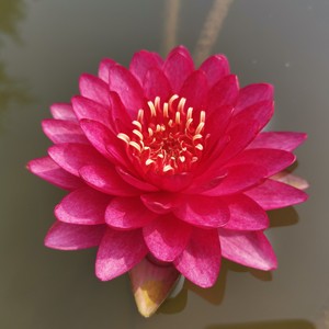 曼妮红中大型丰花耐寒睡莲深红多瓣品种国际睡莲比赛冠军红