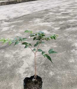 小可乐皇冠嘉宝果.核小,肉甜,生长快,四季结果.