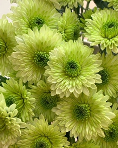 10支绿可可小菊花期长鲜花云南昆明基地直发顺丰冷链包邮