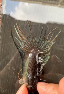 中国斗鱼 东兴钦州海南越黑 杂黑 红尾黑叉 爆针 搏击黑叉