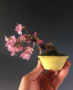 日本进口樱花盆景日本进口樱花,非常老结.树杆粗老,树型美观