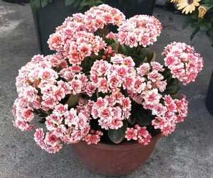 孔雀锦缎长寿花