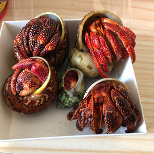 鱼之城寄居蟹 草莓黑莓 看心情卖高价出售 低160不卖别找