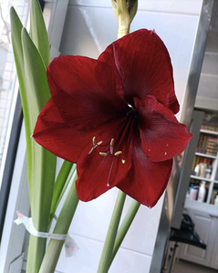 朱顶红,洋朱,黑天鹅,带花发货,对版保证