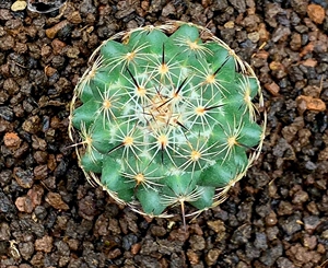 大颗 实生 顶花球属 钢钉 仙人球