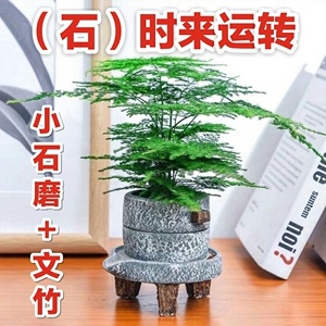 (低价处理)时来运转小石磨花盆文竹盆景文竹盆栽客厅书房办公室