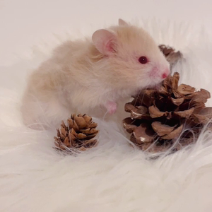 000人付款淘宝卷毛金丝熊肉桂妹妹!仓鼠,优秀包子脸!