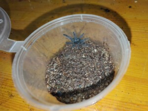 印尼金背地老虎