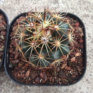 古镜丸仙人球 3棵58元 尺寸约3-4厘米 实生根 顶花球属